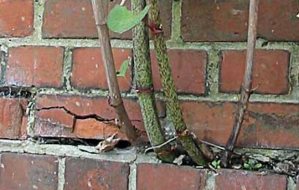 Japanese Knotweed - Property Damage